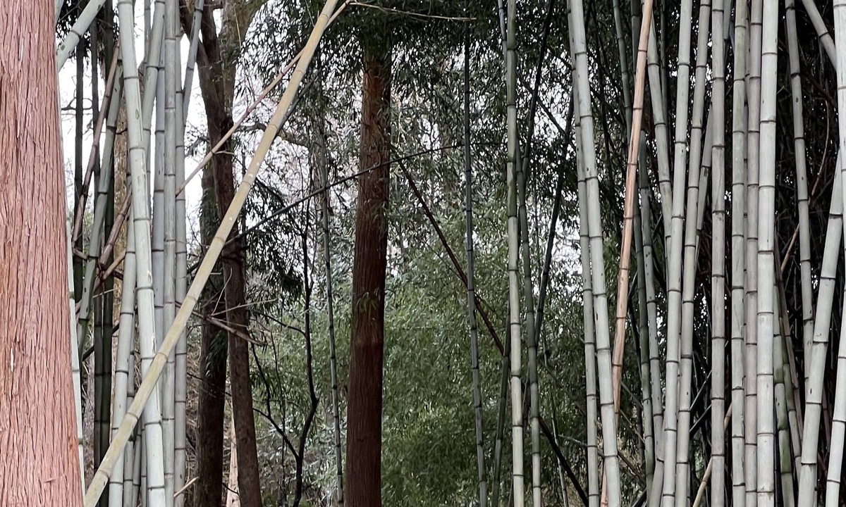 McComb House | “River’s Edge”, a secluded river- front, 2 bed 2 bath cottage in bamboo forest.