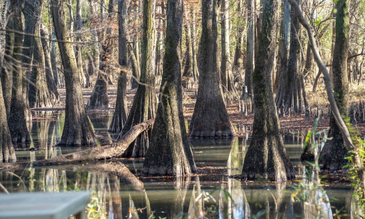 Jackson RV Rental | Tentrr State Park Site - Mississippi LeFleur's Bluff State Park - By the Bayou F