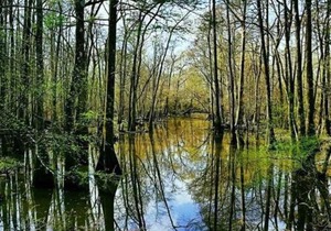Tentrr - Louisiana Tickfaw State Park - Woodland E - Double Camp
