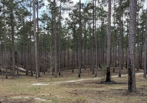 Tentrr State Park Site - Louisiana Bogue Chitto State Park - Bike Trail C - Sing