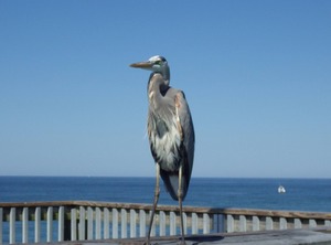 Shores Of Panama City Beach | Thomas Drive