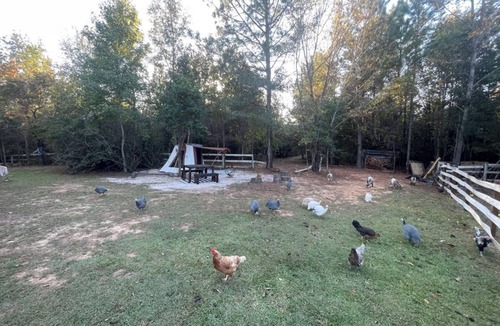 Tallahassee Other | Batmans bell tent glamping farmstay