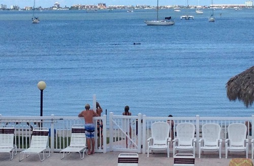 Bayview Condo | Beautiful Condo ,Water View , Bermuda Bay Beach Club ,Saint Petersburg , Florida
