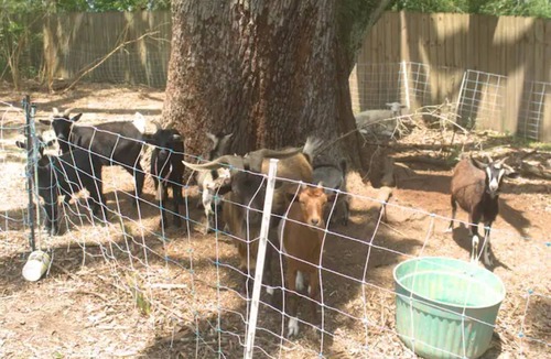 Loxley House | Farm life near the coast!