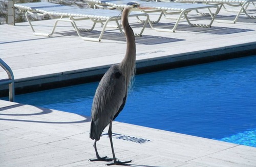 Navarre Beach Condo | Largest 2 Bedroom Condo on the Beach! Best Beach View!