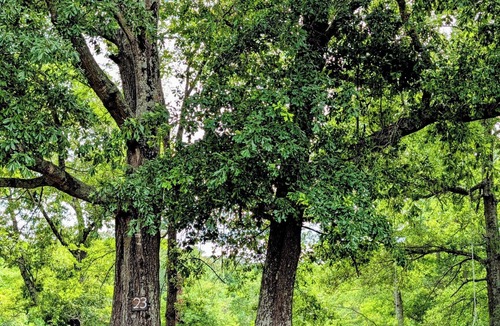 Oden RV Rental | Mountain View Tent Site #23 at Ouachita Campground at Edendell