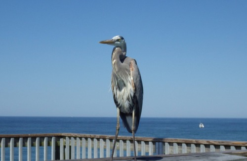 Thomas Drive Condo | Quiet, Beach Facing Master Bedroom! Spectacular Views!