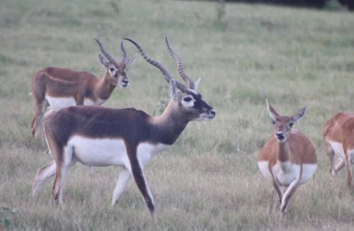 Emory RV Rental | RV Spot on *Exotic Animal Ranch* Campground. BRING YOUR RV