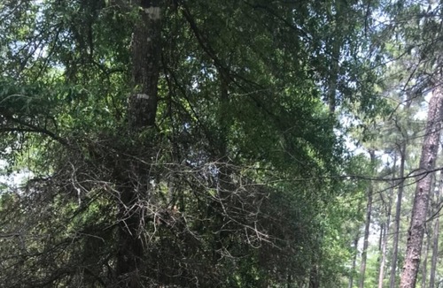Talisheek RV Rental | Tentrr State Park Site - Louisiana Bogue Chitto State Park - Upland A - Single C
