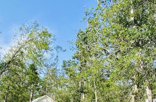 Springfield RV Rental | Tentrr State Park Site - Louisiana Tickfaw State Park - Woodland F - Single Camp
