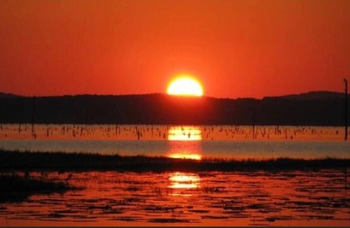Zwolle RV Rental | Tentrr State Park Site - Louisiana North Toledo Bend State Park - Forest Glade H