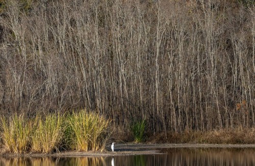 Jackson RV Rental | Tentrr State Park Site - Mississippi LeFleur's Bluff State Park - By the Bayou F