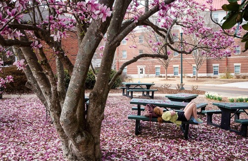 University Condo | "The Rebel Derby" - Walk to Campus & The Square with 2 Parking Spaces!