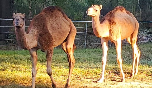 Camels, Yellow Cabin and more! Unique ranch!