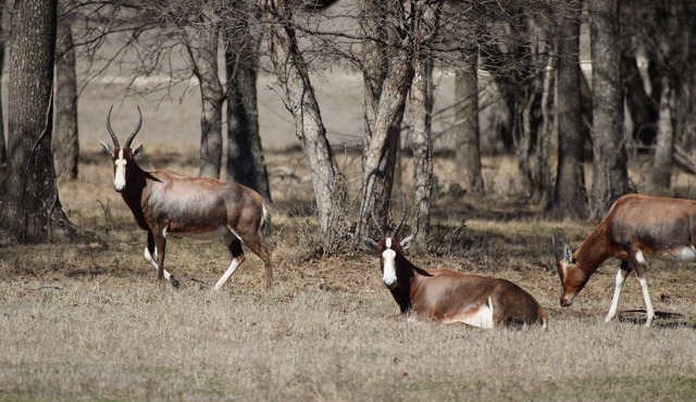 Inclusive Texas Ranch Surrounded by Exotic Wildlife in Meridian