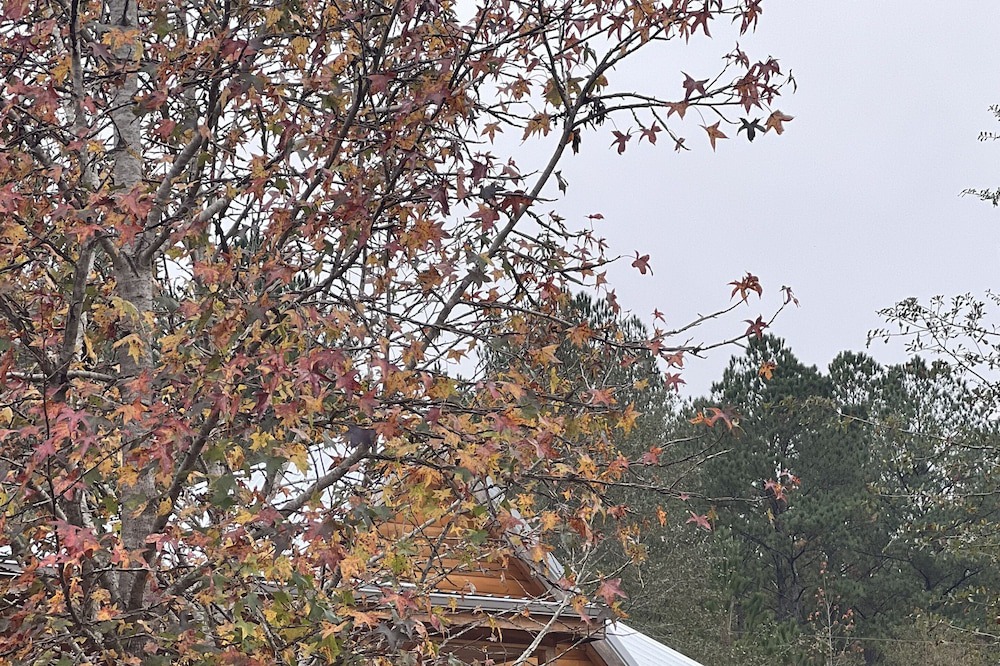 Wing Cabin | Rustic and Elegant log cabin nestled in the Conecuh National Forest.