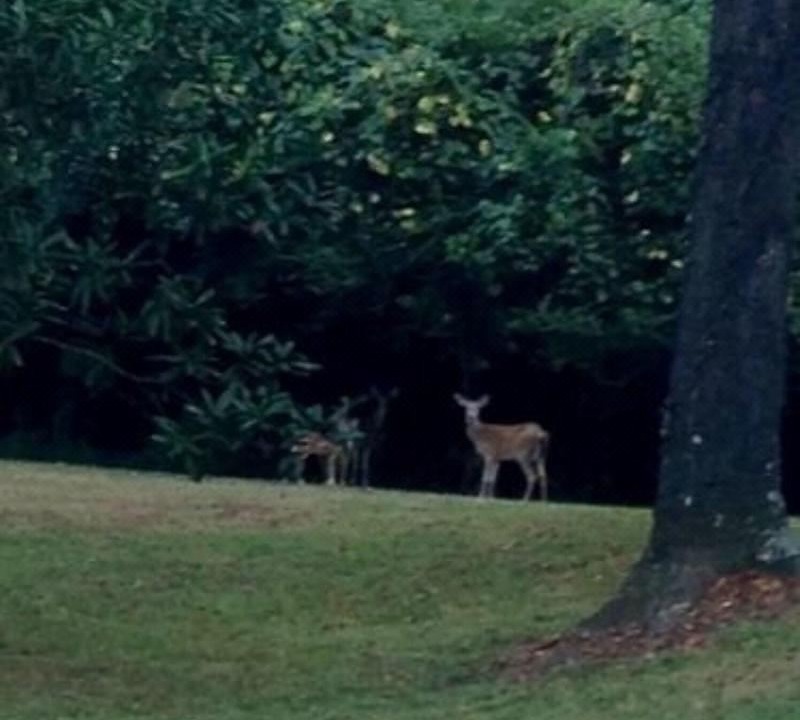 Photo of Others in Port Gibson