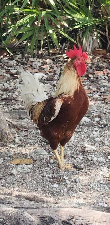 Photo of Others in Summerland Key
