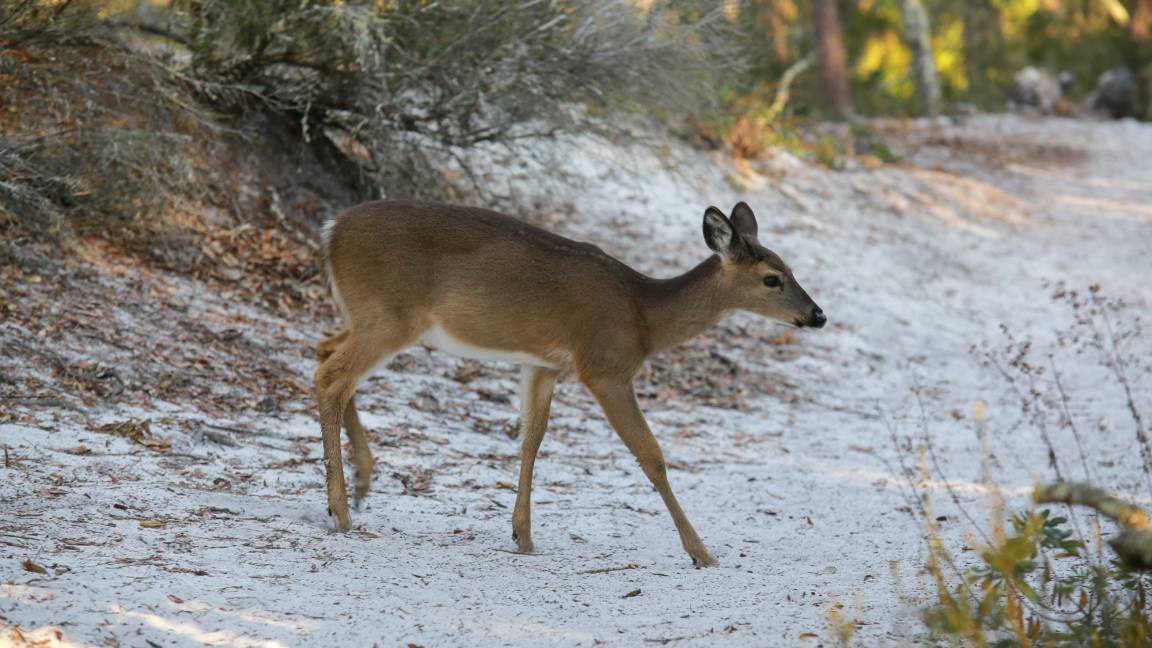 Photo of Others in Seagrove Beach