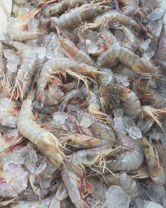 Photo of Others in Barataria