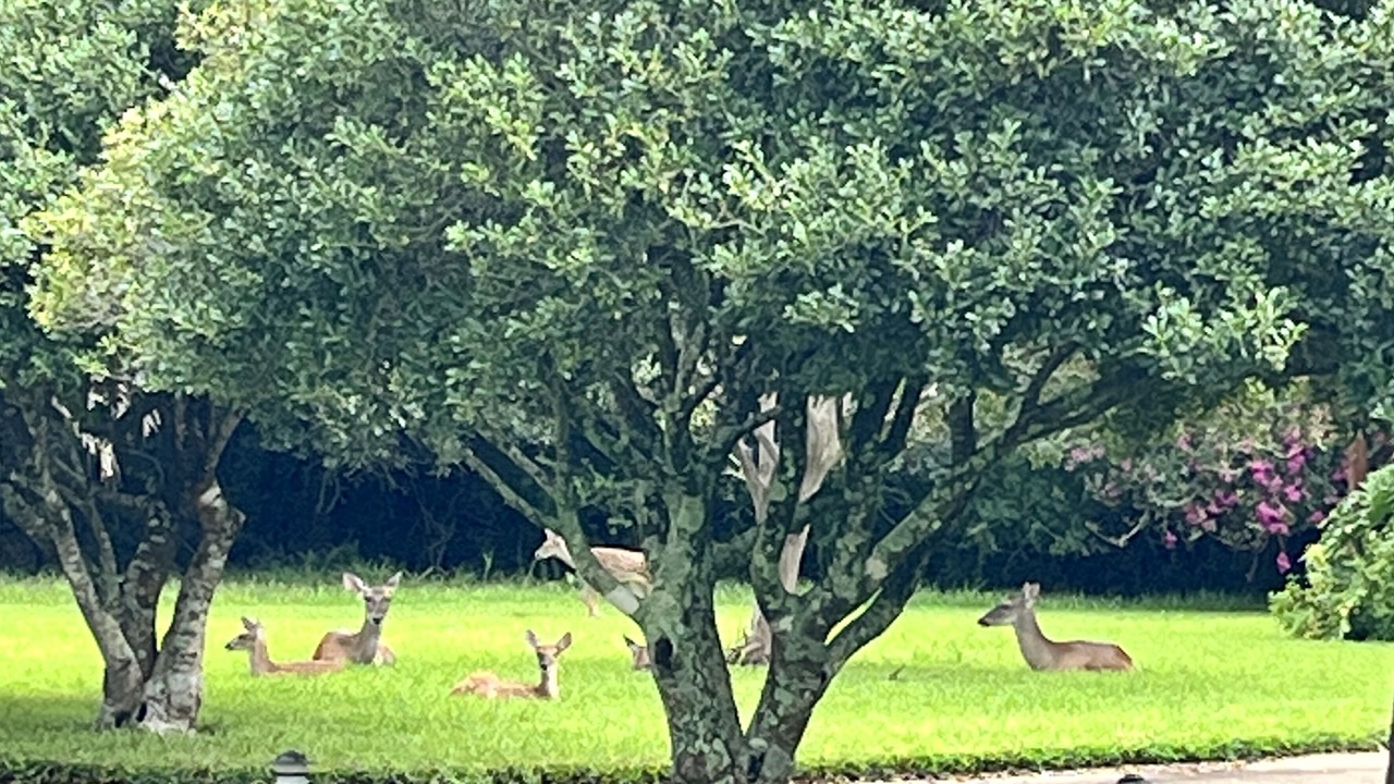 Photo of Others in El Lago
