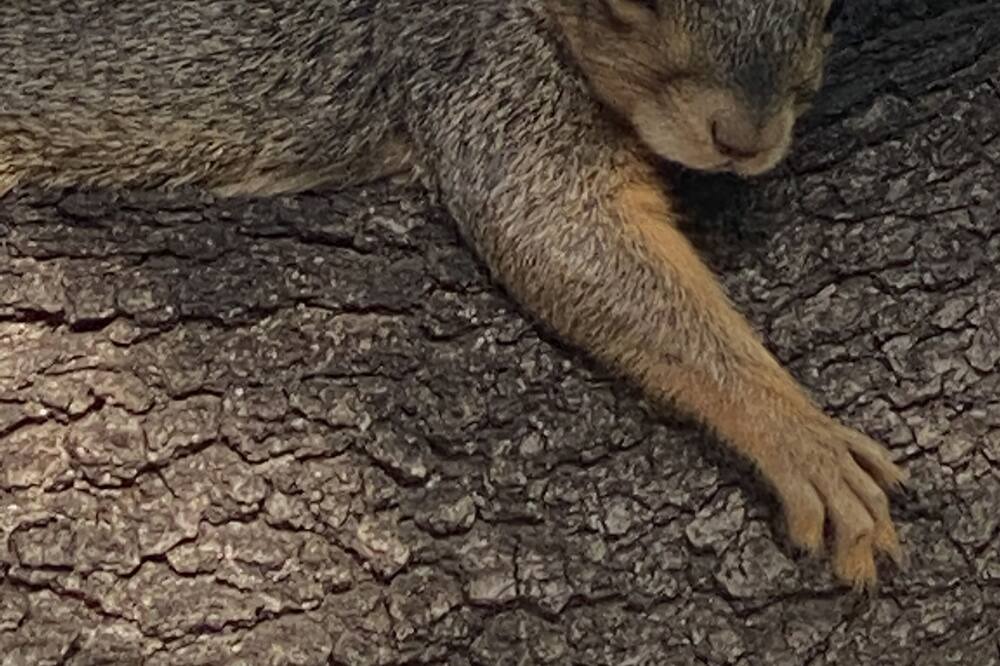 Photo of Others in Long Branch