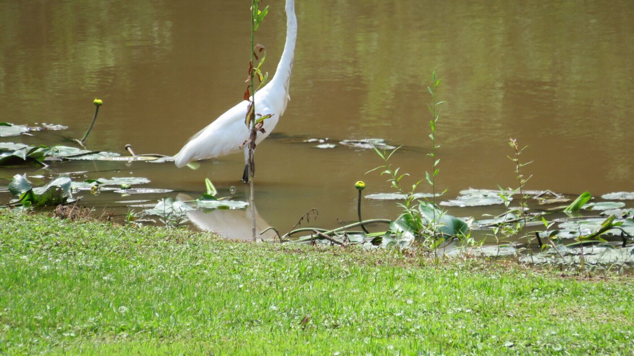 Photo of Outdoor in Breaux Bridge