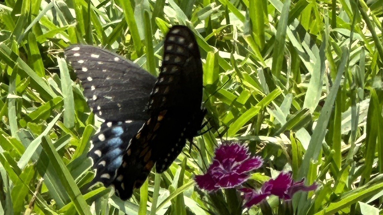 Photo of Others in Florida Panhandle