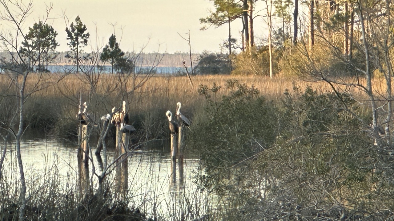 Photo of Others in Florida Panhandle