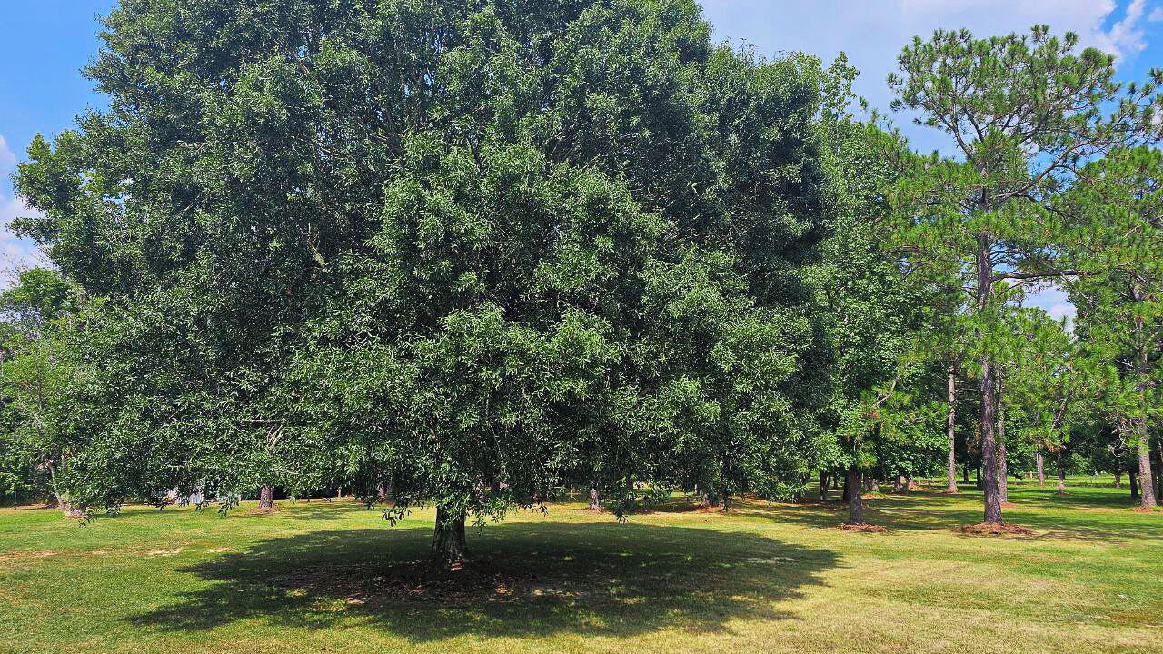 Photo of Outdoor in Fairhope
