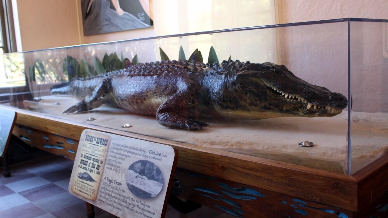 Photo of Others in Wakulla Springs