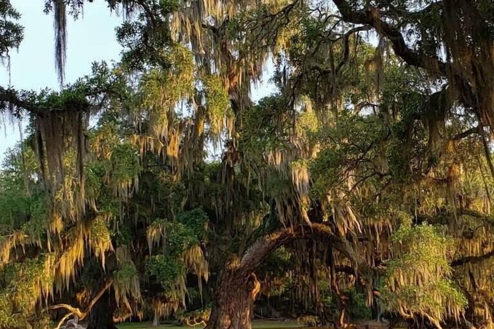 Photo of Others in Mandeville