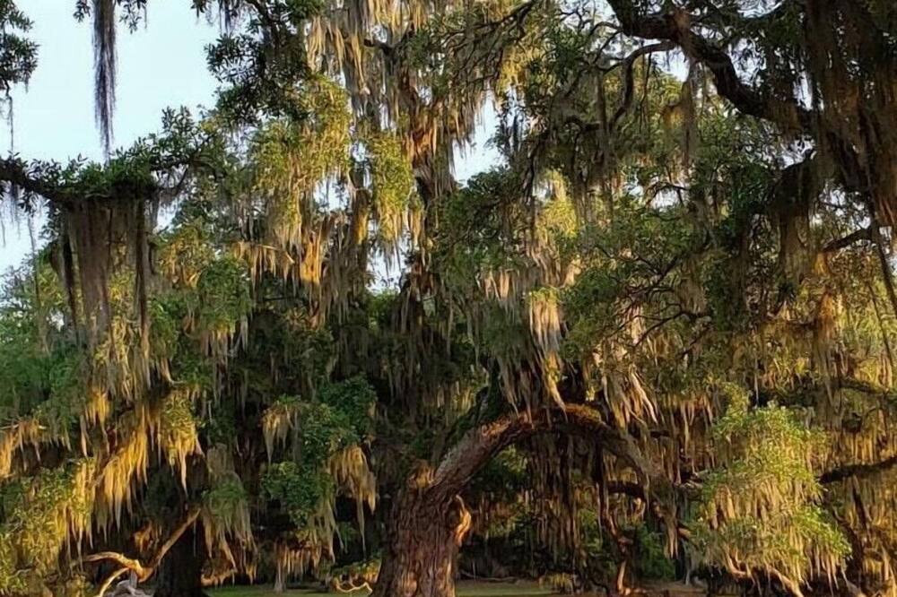 Photo of Others in Mandeville