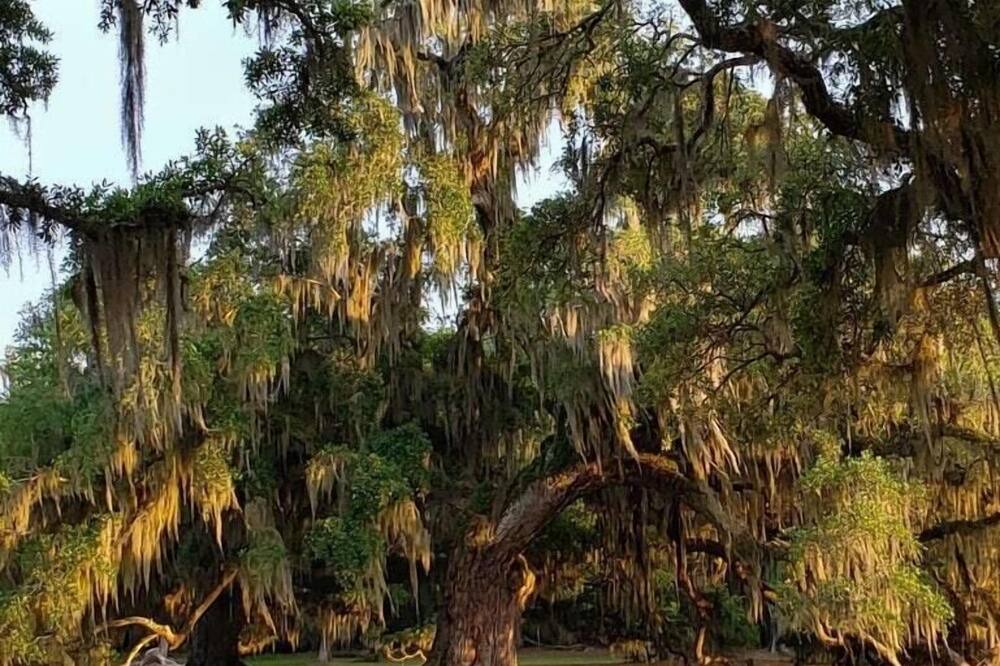 Photo of Others in Mandeville