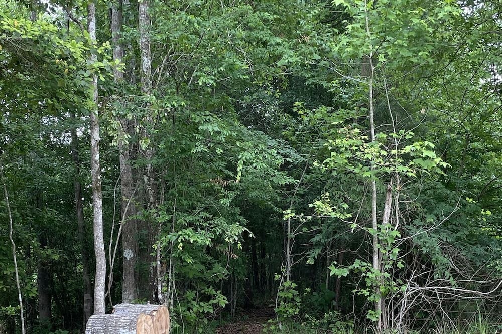Photo of Outdoor in Jasper