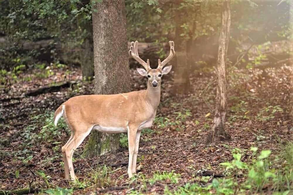 Photo of Outdoor in Holly Lake Ranch