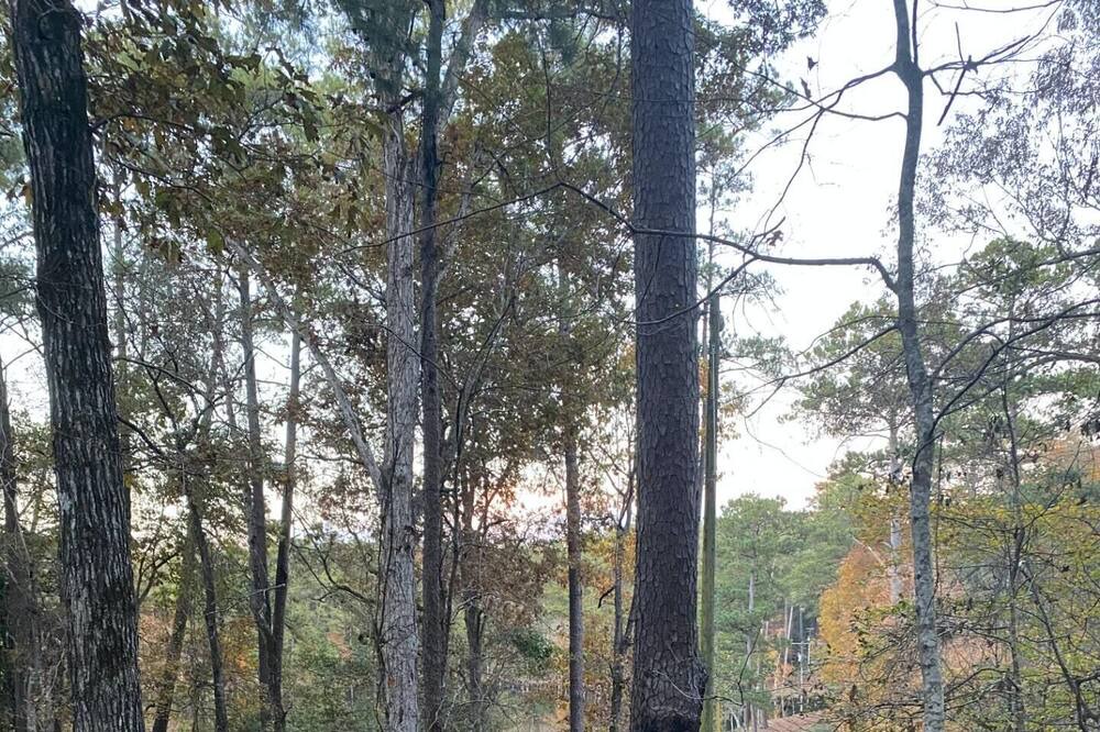 Photo of Others in Quitman