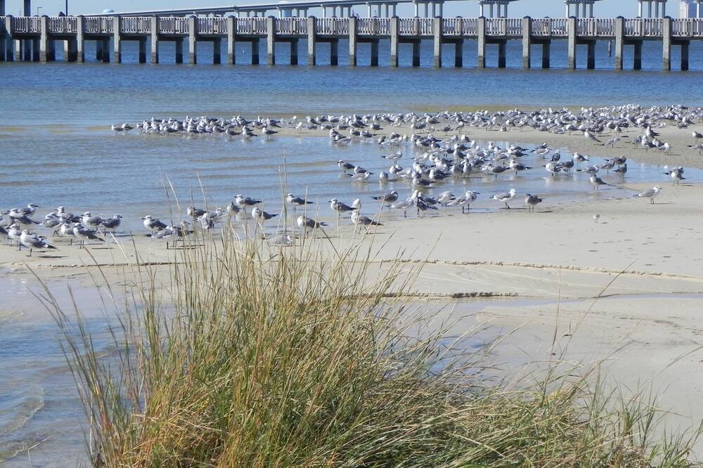 Photo of Others in Biloxi