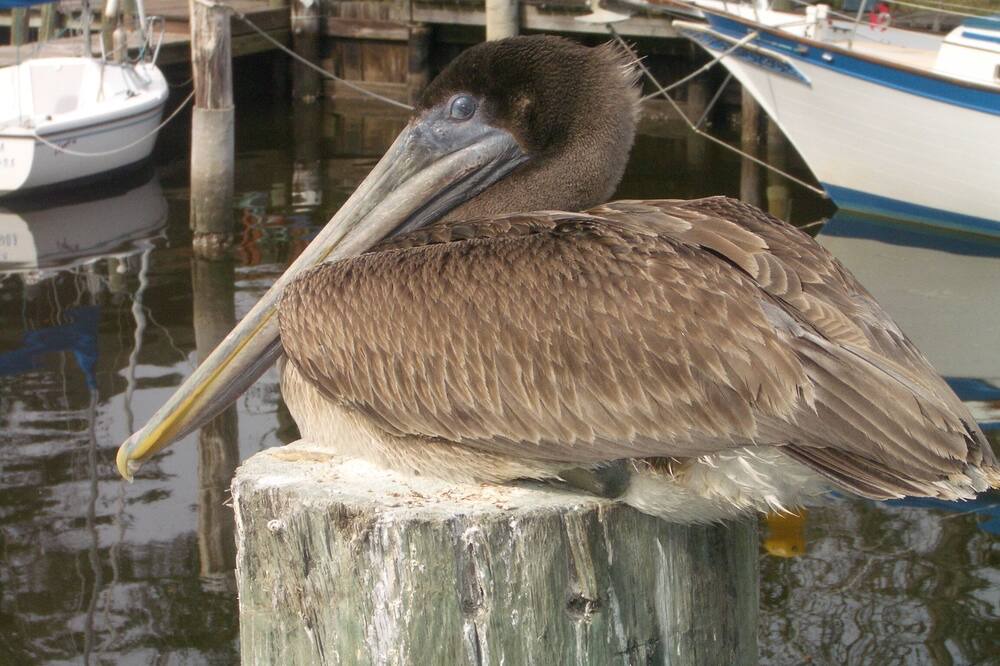Photo of Others in Biloxi
