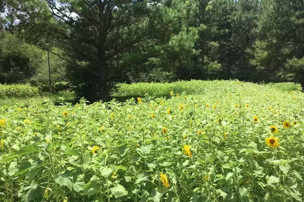 Photo of Outdoor in Magnolia