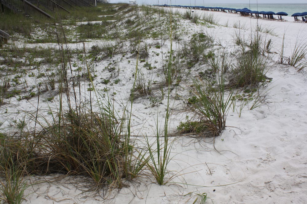 Photo of Others in Miramar Beach