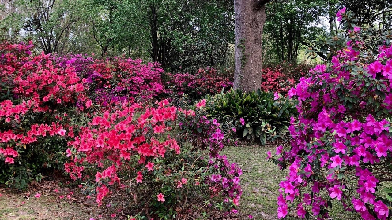 Photo of Outdoor in Natchez
