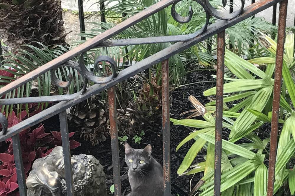 Photo of Others in Algiers Point