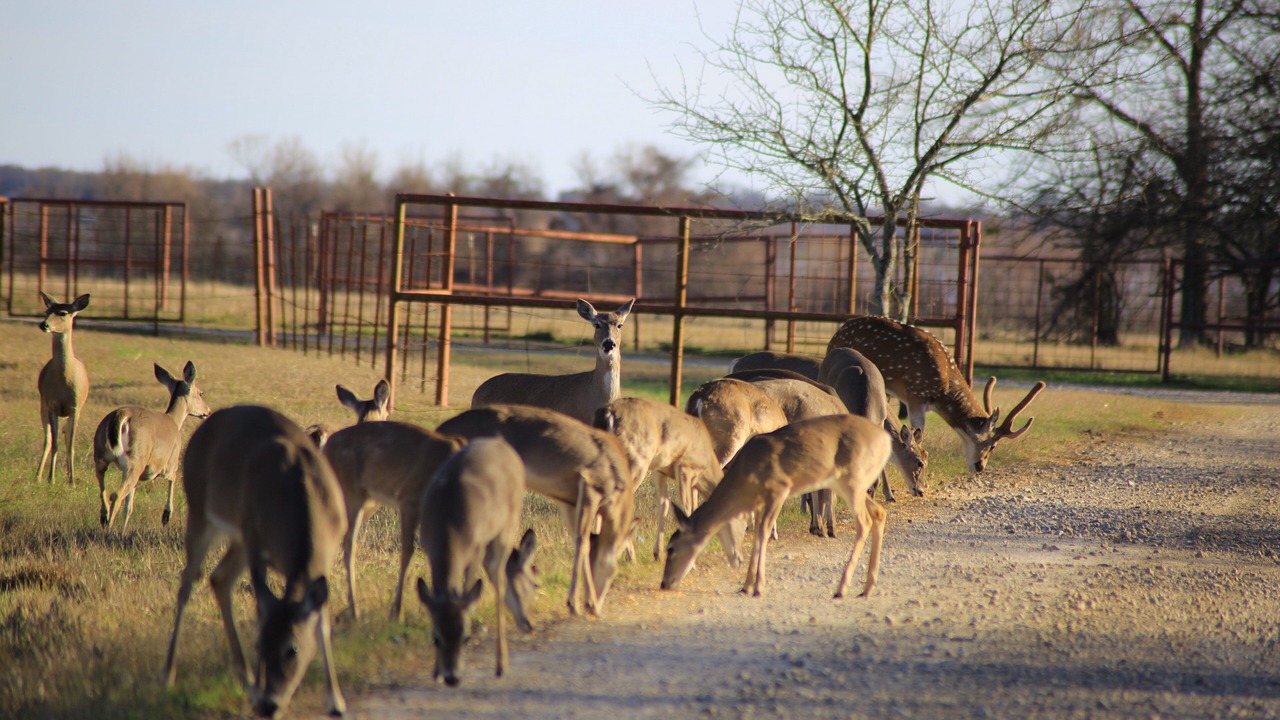 Photo of Outdoor in Quinlan