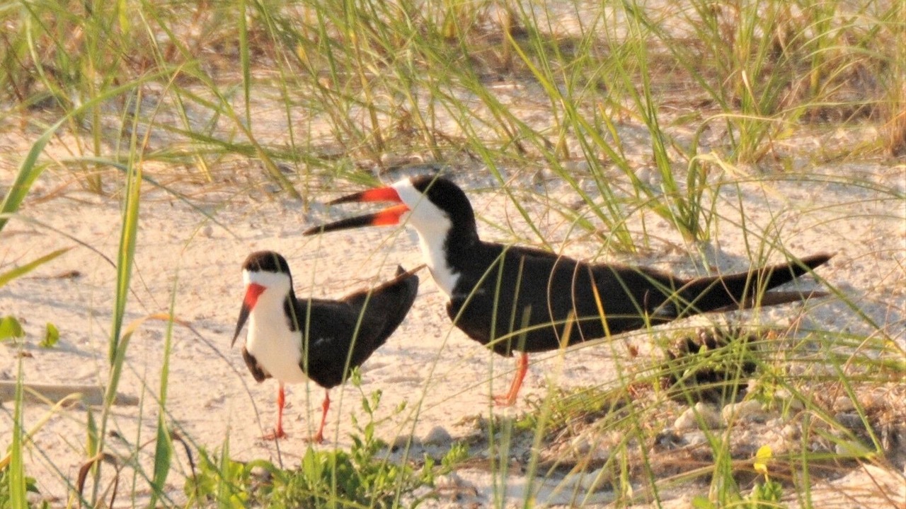 Photo of Outdoor in Navarre Beach
