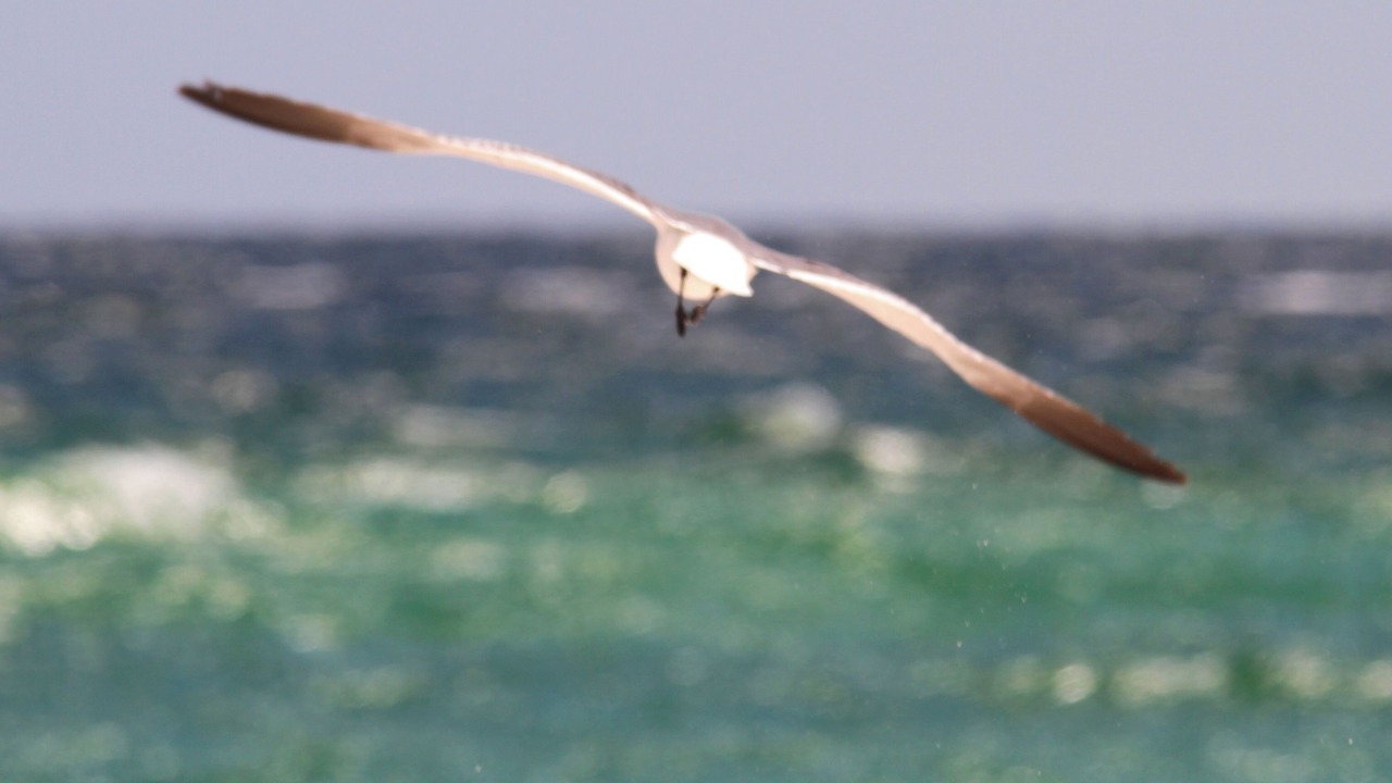 Photo of Others in Fort Walton Beach - Destin