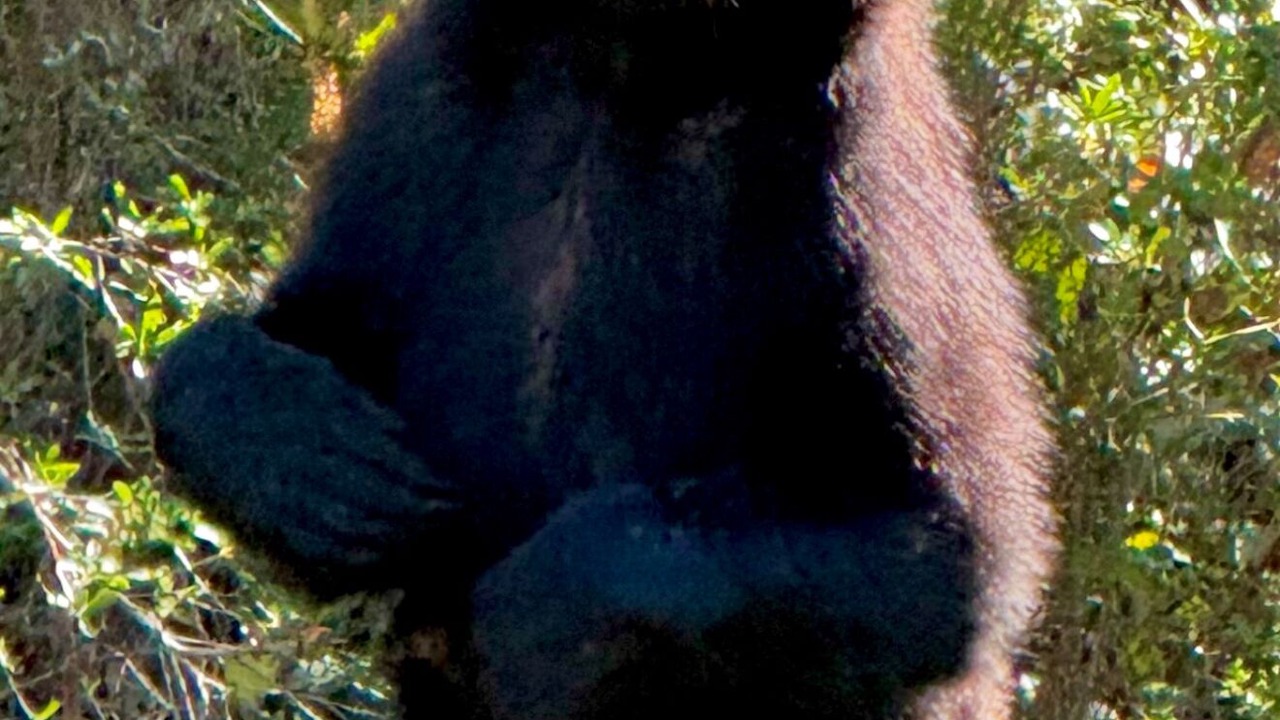 Photo of Others in Panacea