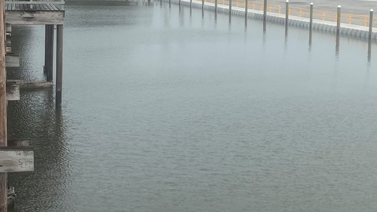 Photo of Others in Cocodrie