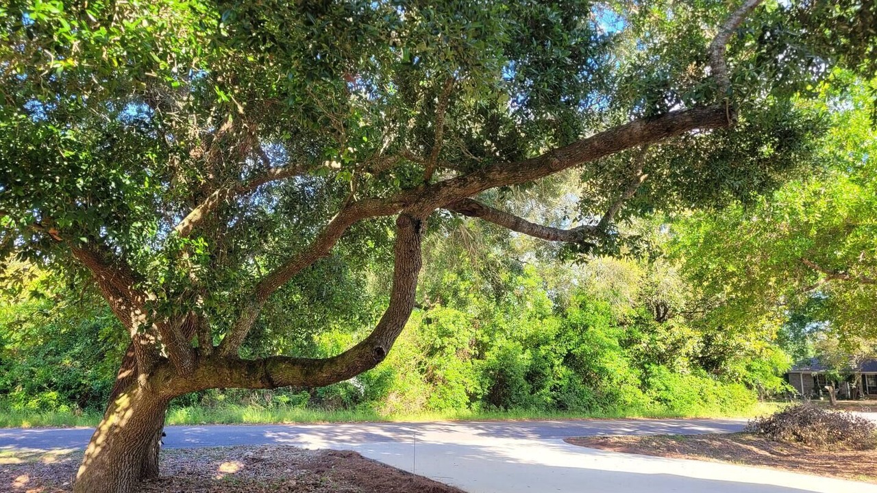 Photo of Outdoor in Lillian