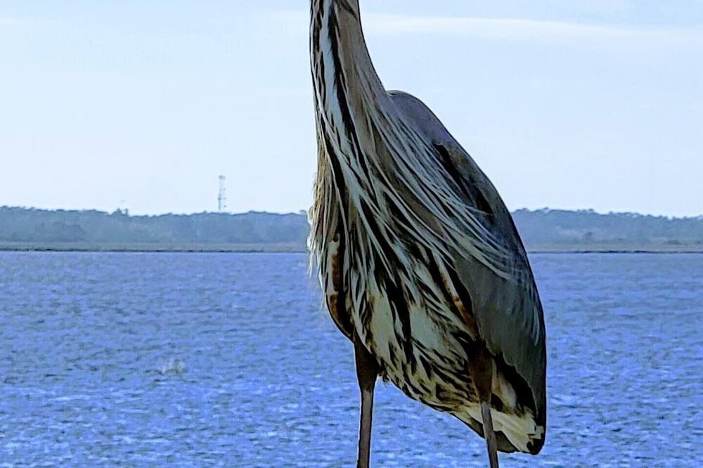Photo of Others in Shoreline Park